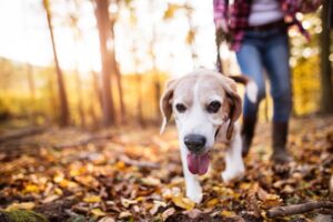 ¿La responsabilidad por locales cubre ataques de animales?