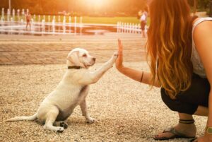 Plazo de prescripción por lesiones causadas por mordeduras de perro