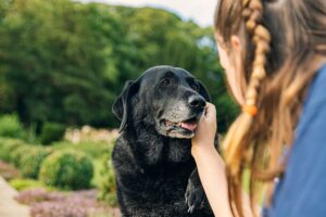 ¿Cuál es el plazo de prescripción para un caso de mordedura de perro?