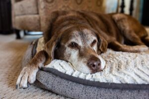 ¿A quién puedo demandar por la lesión causada por la mordedura de mi perro en Georgia?