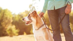 ¿Por qué son peligrosas las mordeduras de perro?